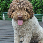 lagotto romagnolo