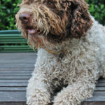 lagotto romagnolo