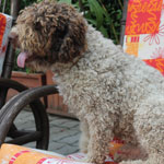lagotto romagnolo