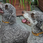 lagotto romagnolo