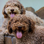 lagotto romagnolo