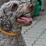 lagotto romagnolo