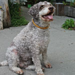 lagotto romagnolo