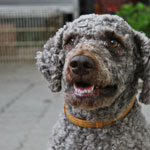 lagotto romagnolo