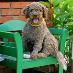 lagotto romagnolo