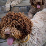 lagotto romagnolo