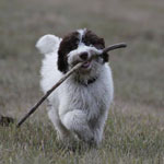 lagotto romagnolo
