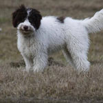 lagotto romagnolo