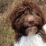 lagotto romagnolo