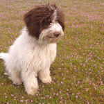 lagotto romagnolo