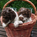 lagotto romagnolo