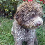 lagotto romagnolo