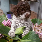 lagotto romagnolo