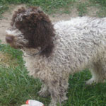 lagotto romagnolo