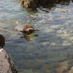 lagotto romagnolo