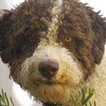 lagotto romagnolo