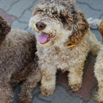 lagotto romagnolo