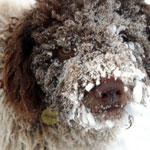 lagotto romagnolo