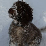 lagotto romagnolo