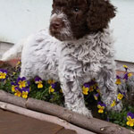 lagotto romagnolo