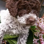 lagotto romagnolo