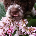 lagotto romagnolo
