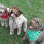 lagotto romagnolo