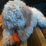 lagotto romagnolo