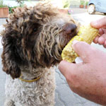 lagotto romagnolo