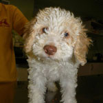 lagotto romagnolo