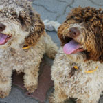 lagotto romagnolo