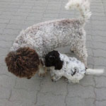 lagotto romagnolo