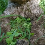 lagotto romagnolo