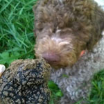 lagotto romagnolo