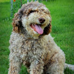 lagotto romagnolo