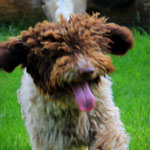 lagotto romagnolo