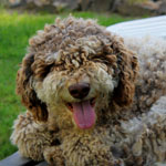 lagotto romagnolo