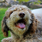 lagotto romagnolo