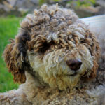 lagotto romagnolo