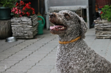 lagotto romagnolo