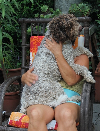 lagotto romagnolo Hármas-hegyi gombavadász kennel