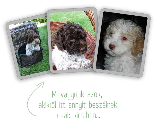 Lagotto Romagnolo puppies