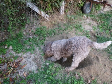 lagotto romagnolo