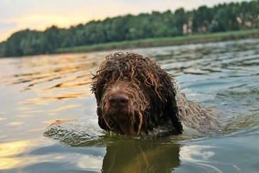 lagotto romagnolo